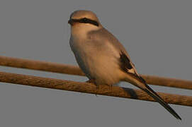 Great Grey Shrike