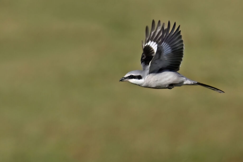 Great Grey Shrikeadult, Flight