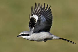 Great Grey Shrike