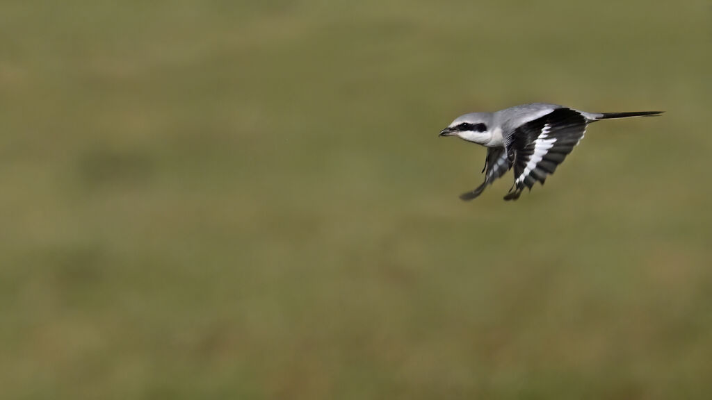 Great Grey Shrikeadult, Flight