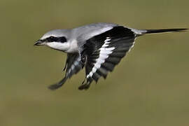 Great Grey Shrike