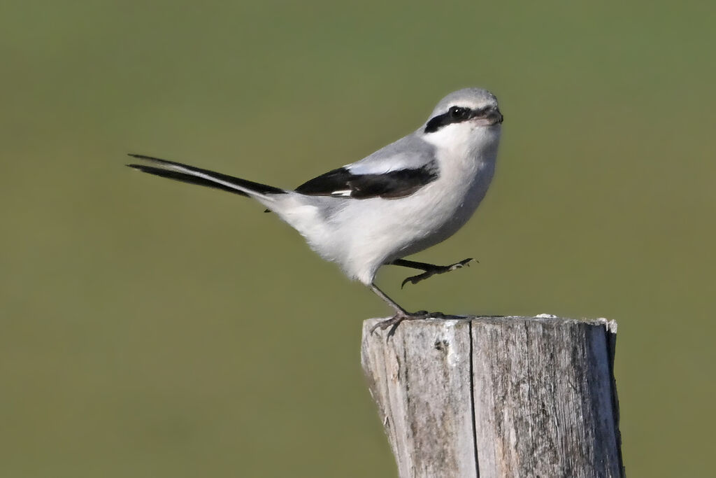 Great Grey Shrikeadult, identification