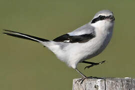 Great Grey Shrike