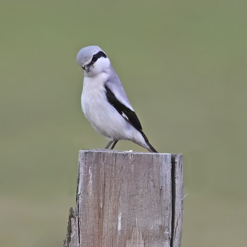 Pie-grièche griseadulte, identification