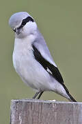 Great Grey Shrike