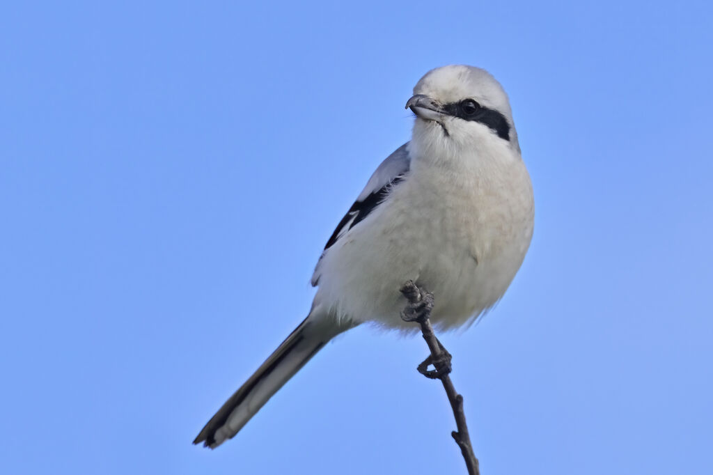 Pie-grièche griseadulte, identification