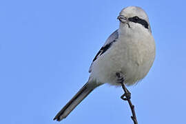 Great Grey Shrike