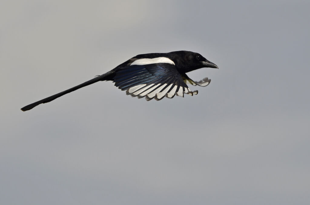 Eurasian Magpie, Flight