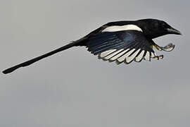 Eurasian Magpie