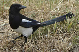 Eurasian Magpie