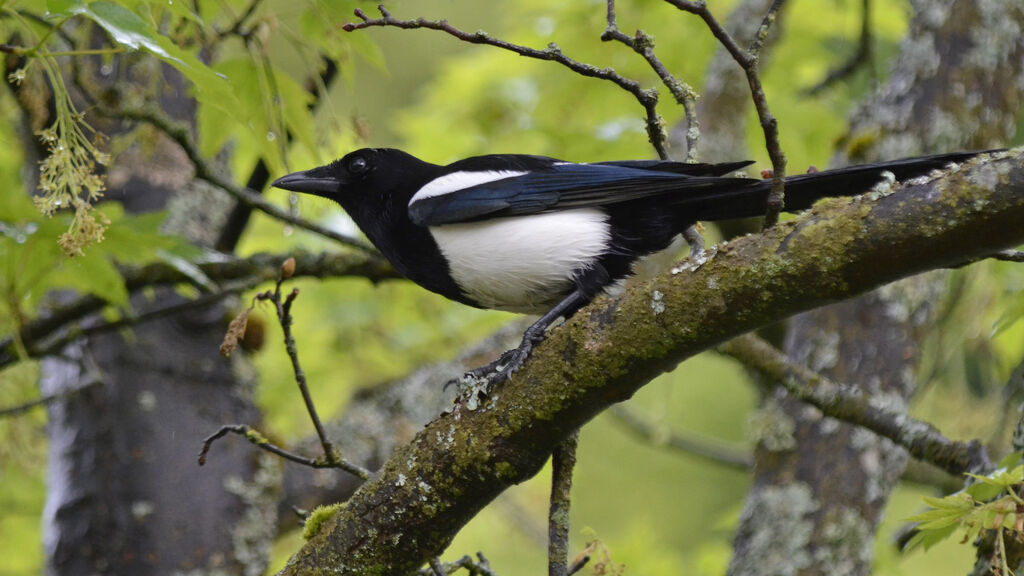 Eurasian Magpie, identification