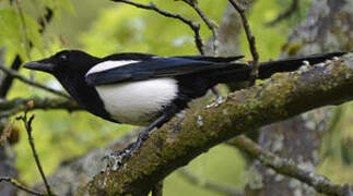 Eurasian Magpie