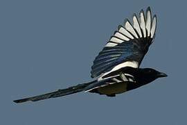 Eurasian Magpie