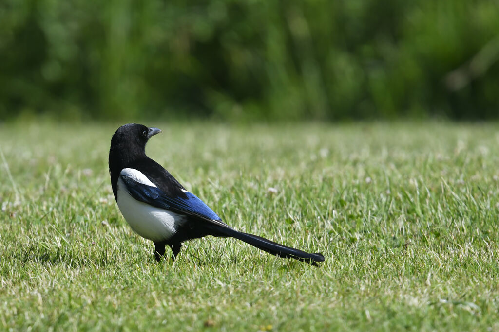 Eurasian Magpieadult, identification