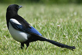 Eurasian Magpie