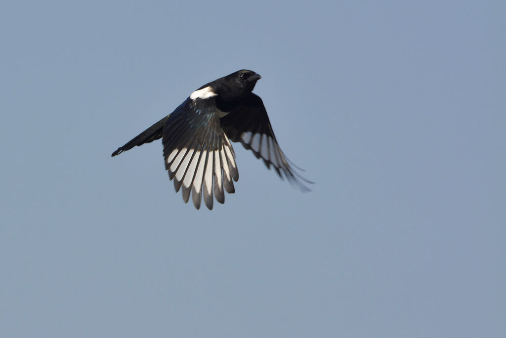 Eurasian Magpieadult, Flight