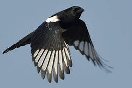 Eurasian Magpie