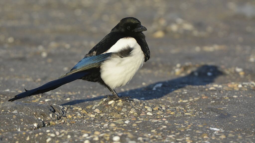 Eurasian Magpieadult, identification