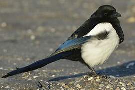 Eurasian Magpie