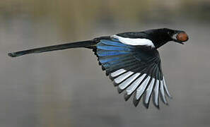 Eurasian Magpie