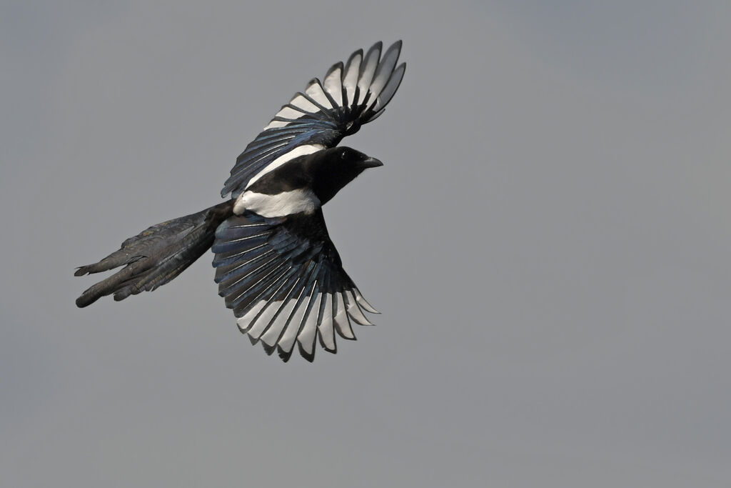 Eurasian Magpieadult, Flight