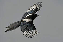 Eurasian Magpie