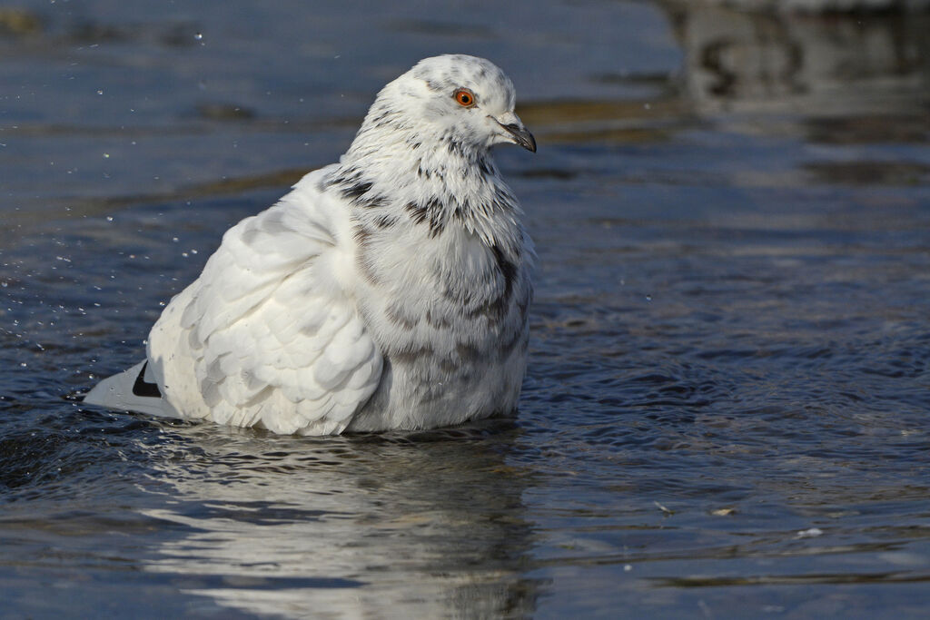 Rock Dove