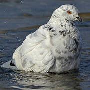 Rock Dove