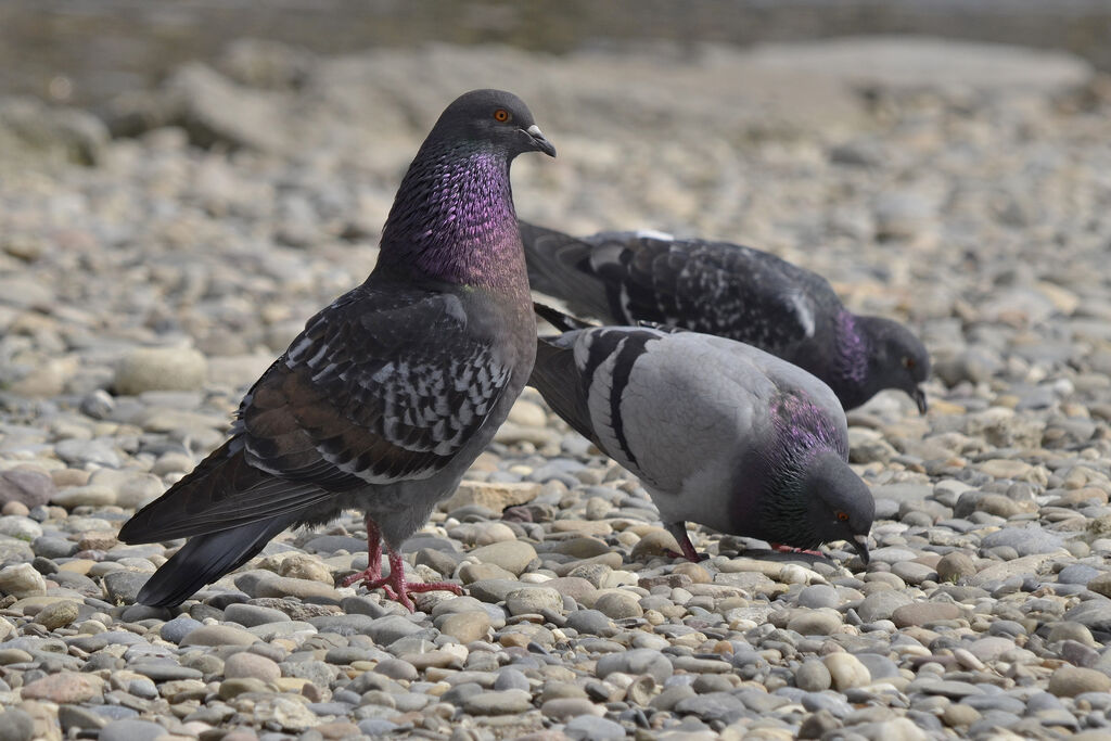 Rock Dove