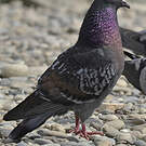Pigeon biset
