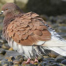 Pigeon biset