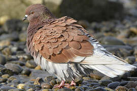 Rock Dove