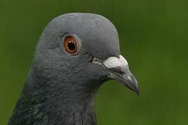 Rock Dove