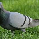 Pigeon biset