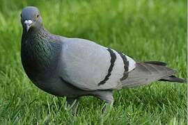 Rock Dove