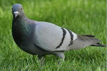 Pigeon biset