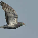 Pigeon biset