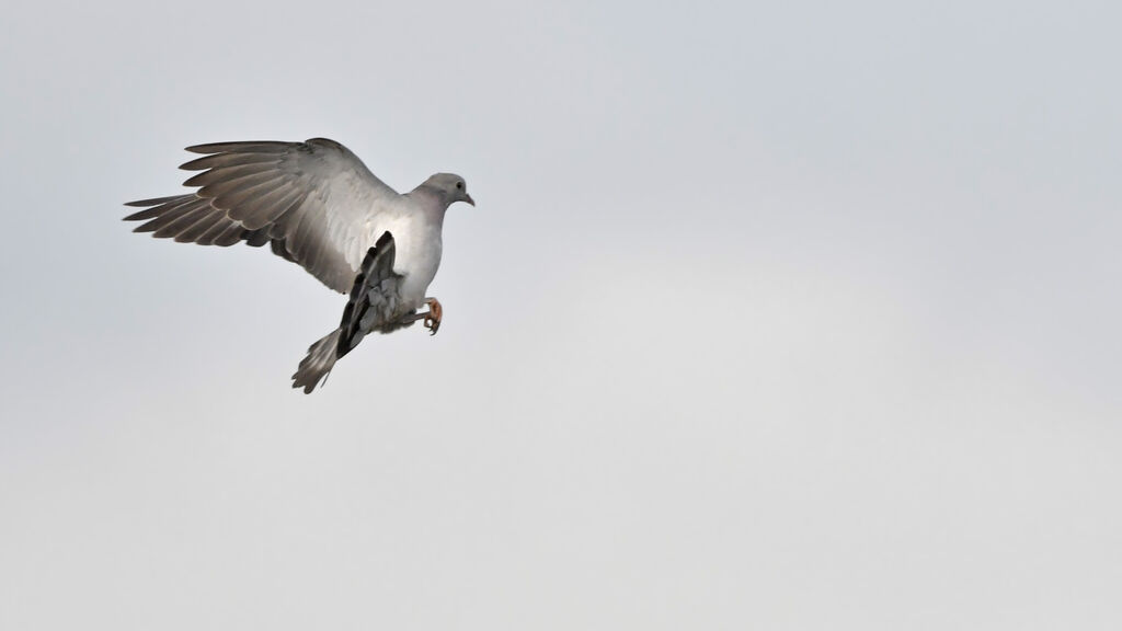 Pigeon colombinadulte, Vol