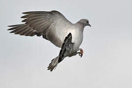 Stock Dove