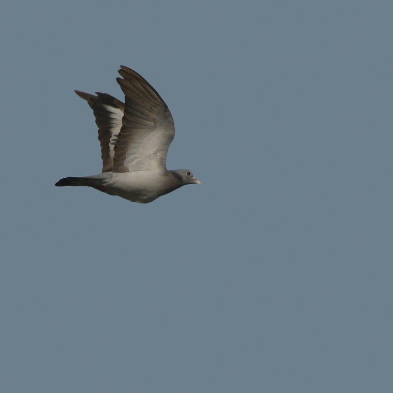Stock Dove, Flight