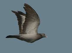 Stock Dove