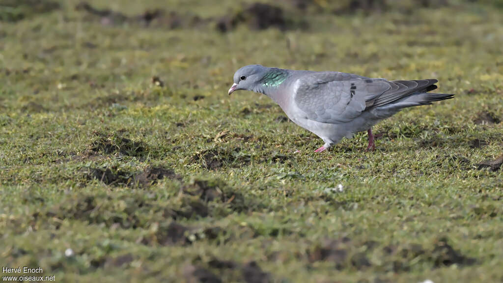 Pigeon colombinadulte, identification, pêche/chasse