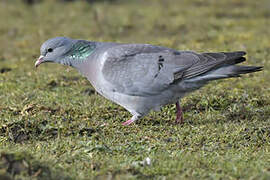 Stock Dove