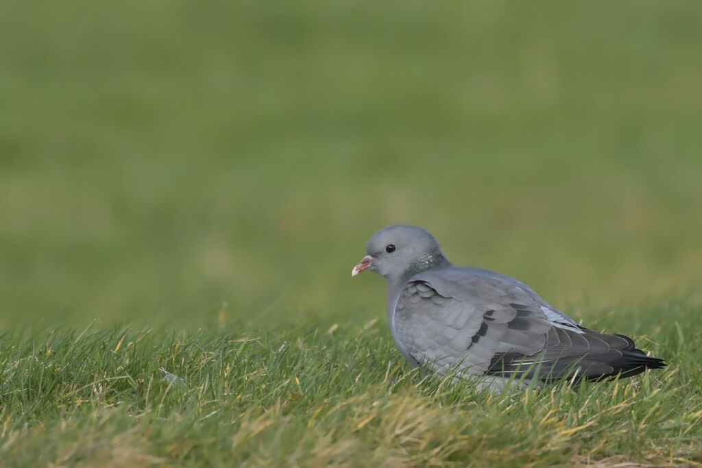 Pigeon colombinadulte, identification