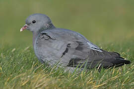 Stock Dove