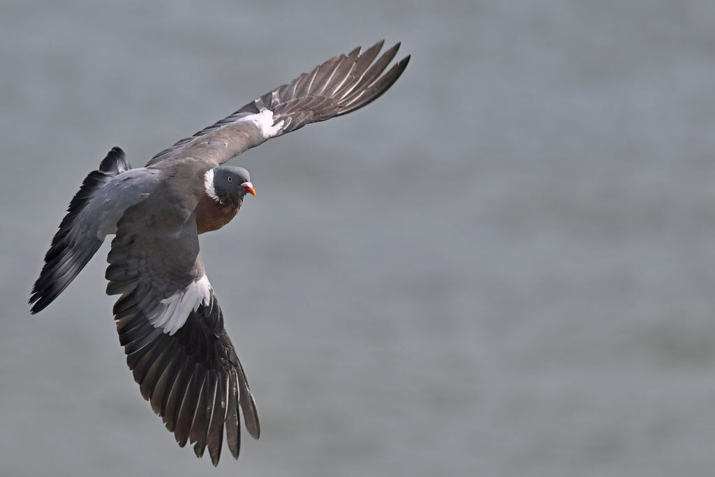 Pigeon ramieradulte, Vol