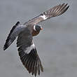 Pigeon ramier