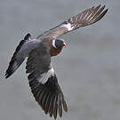 Pigeon ramier