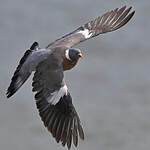 Pigeon ramier