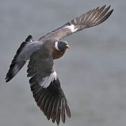 Pigeon ramier